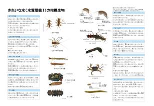 きれいな水に住む生きもの