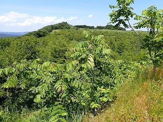 R0807010012