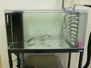 処理水で元気に泳ぐウグイ