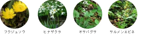 フクジュソウ、ヒナザクラ、オサバグサ、サルメンエビネ