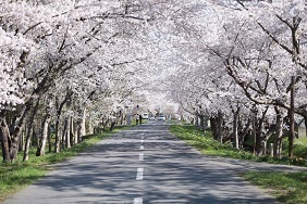 小川原湖公園の千本桜