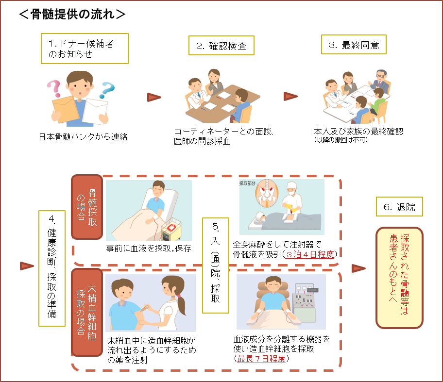 骨髄提供の流れ