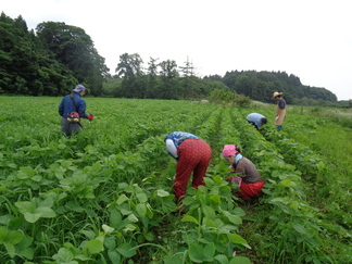 大豆ほ場の草取り