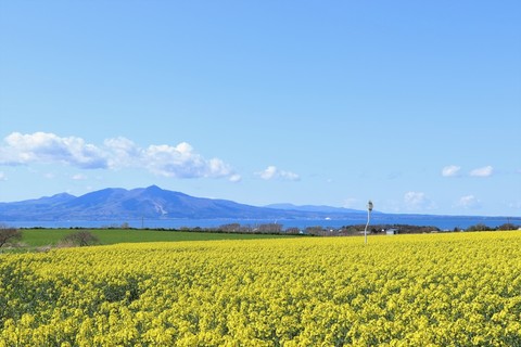 なの花