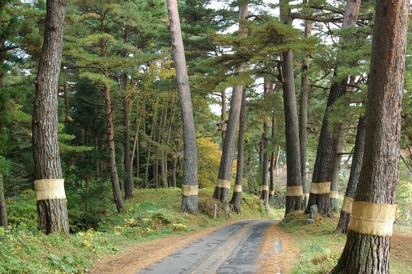 法光寺参道松並木