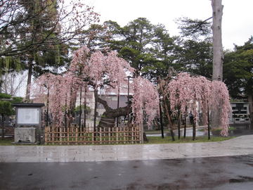 西光寺のシダレザクラ