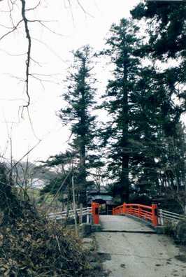 中野神社の対植えのモミ