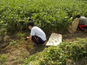 作業する大学生