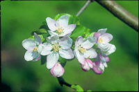 写真：りんごの花