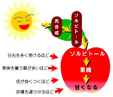 図：りんごが甘くなる仕組み